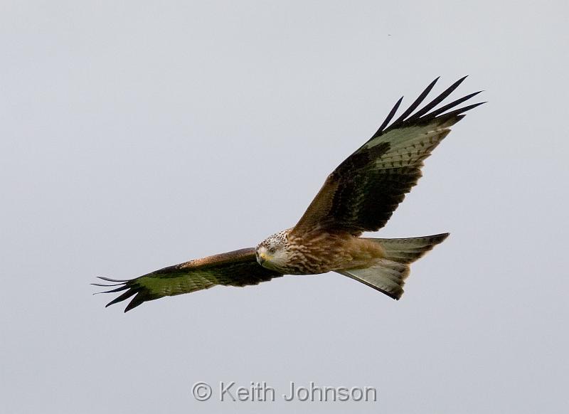 Red Kite 1.jpg